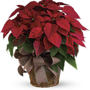 Red Poinsettia