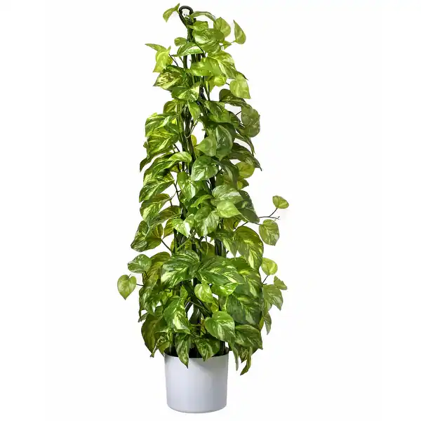Pothos on a Pole