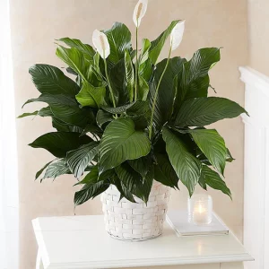 Peace Lily