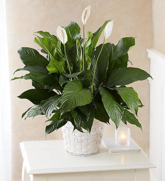 Peace Lily