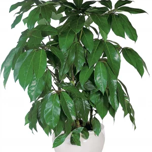 Schefflera