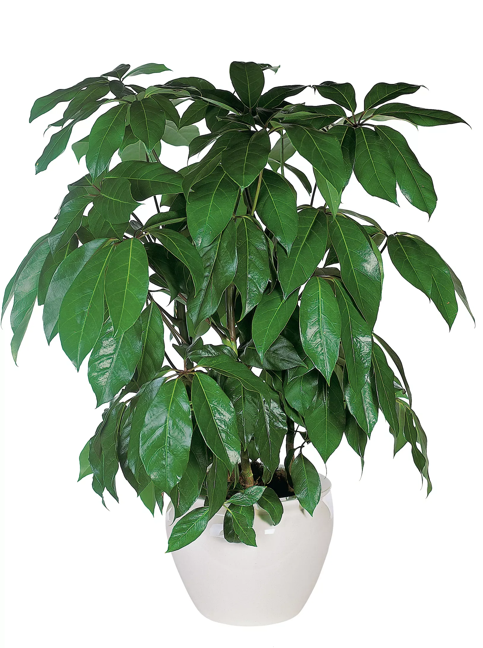 Schefflera