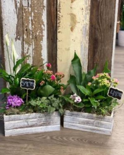 <p>This is perfect for anyone who loves greenery in a more rustic setting. The standard version in pictured on the right, while the deluxe is on the left side. Give them a gift that they'll love!</p>