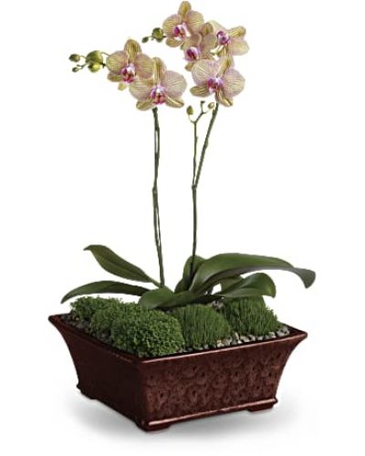 <p>A duet of phalaenopsis orchids dance gracefully upward from a bed of natural seed gravel and moss. Presented in a serenely beautiful decorative planter, these tropical houseplants can thrive for years in the right conditions.<br />
Two miniature lavender phalaenopsis plants are delivered in a footed planter, accompanied by gravel and moss.</p>