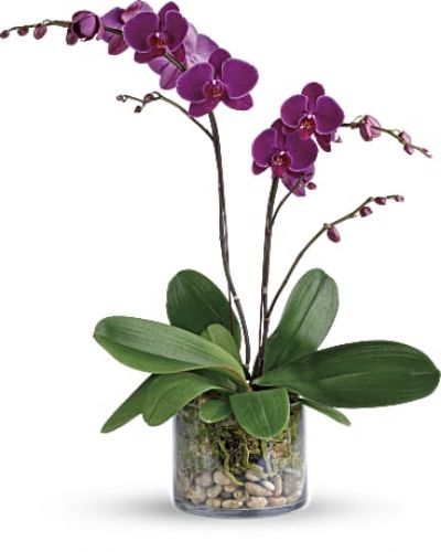 <p>Simply glorious! The elegant dance of purple phalaenopsis orchids takes center stage in this clean arrangement, presented with river rocks and moss in a clear glass cylinder.<br />
A purple phalaenopsis orchid is arranged with natural river rocks and sheet moss.<br />
Delivered in a cylinder vase.</p>